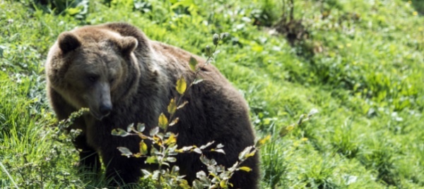 orso-avvistato-in-val-d-ossola