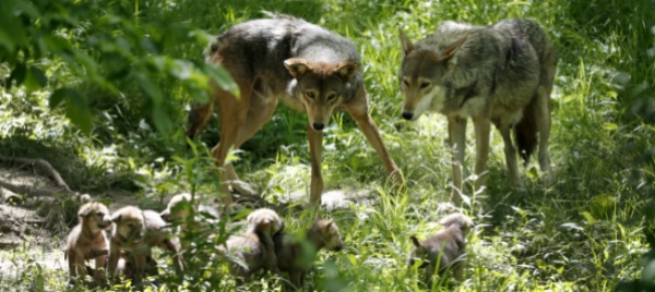 ecosistema-piu-ricco-con-le-carcasse-delle-prede-dei-lupi