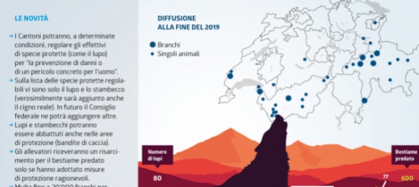 il-lupo-protagonista-della-nuova-legge-sulla-caccia