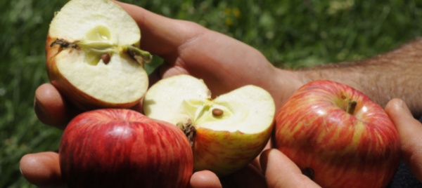 portate-a-lodano-i-frutti-dei-vostri-alberi-antichi