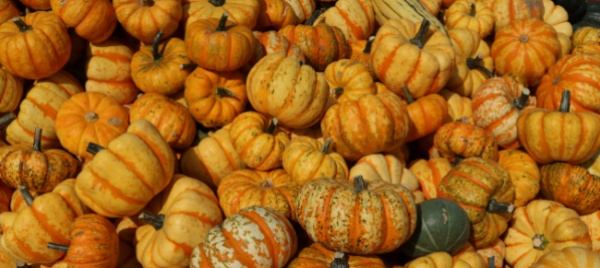 castel-san-pietro-sara-una-sagra-della-zucca-light