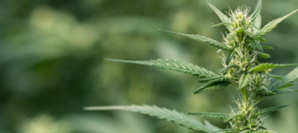 spaccio-di-marijuana-un-53enne-finisce-in-manette