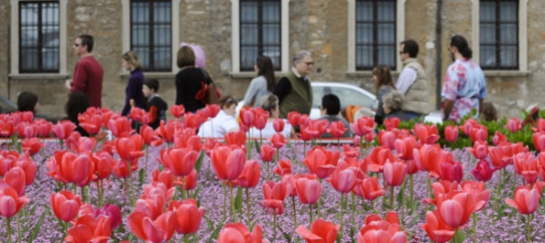 1-tulipano-per-la-vita-lugano-aderisce-alla-campagna
