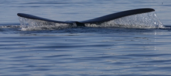 spavento-in-kayak-balena-prima-le-inghiotte-e-poi-le-libera