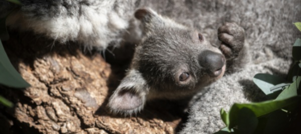 zurigo-joey-piccolo-koala-ha-lasciato-il-marsupio