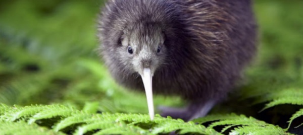 quelle-stranezze-del-mondo-animale