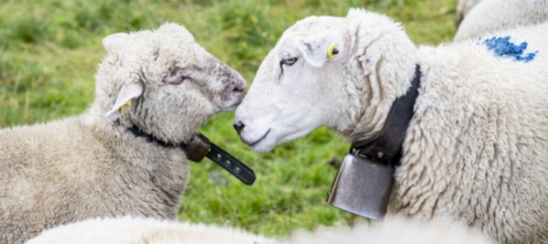 reati-contro-animali-nel-2019-quasi-2-000-procedimenti-penali