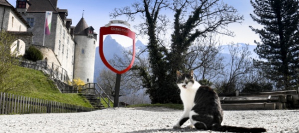 covid-primo-caso-in-svizzera-di-gatto-contagiato