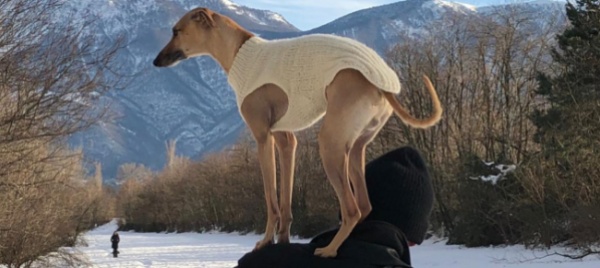 cosa-possiamo-fare-per-gli-animali-in-inverno