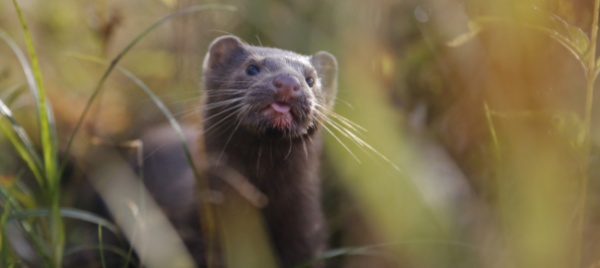 nello-utah-positivo-visone-primo-caso-in-animale-selvatico