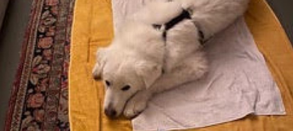 spari-in-capriasca-ferito-un-cane-triste-storia-di-brando