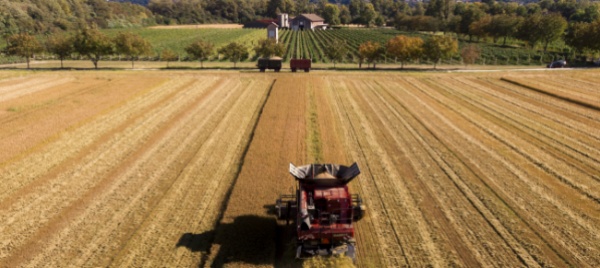 quei-terreni-agricoli-di-ascona-vanno-salvaguardati