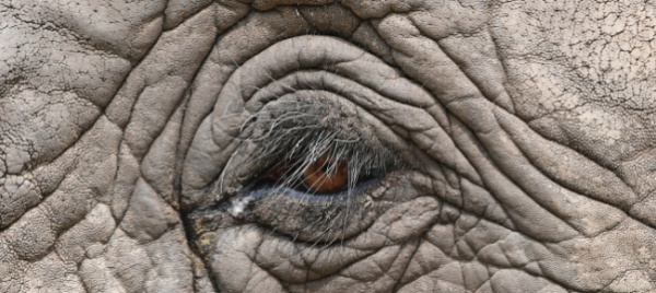 india-treno-deraglia-dopo-lo-scontro-con-un-elefante