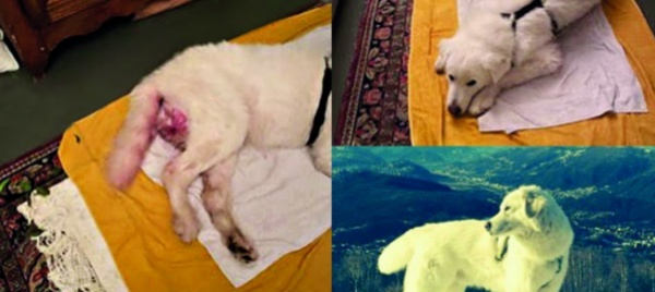 capriasca-spari-al-cane-brando-scatta-la-denuncia