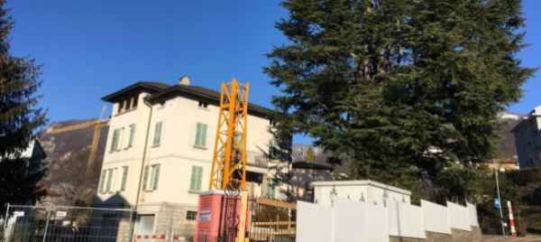 sul-cedro-secolare-di-mendrisio-incombe-una-gru