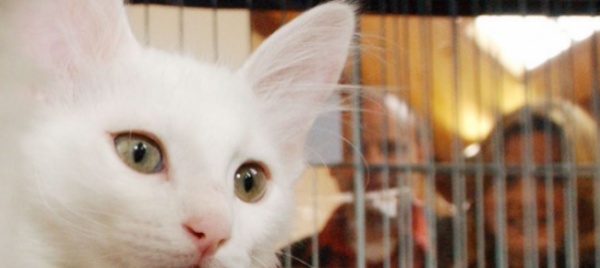 bioggio-gatto-alla-ricerca-del-proprietario