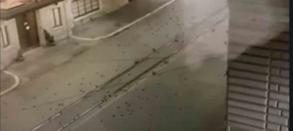 roma-i-botti-fanno-strage-di-uccelli