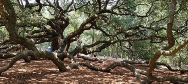 serbatoio-scadente-sindaco-messicano-legato-a-un-albero