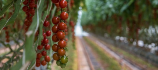 diventare-soci-per-sostenere-l-agricoltura-biologica