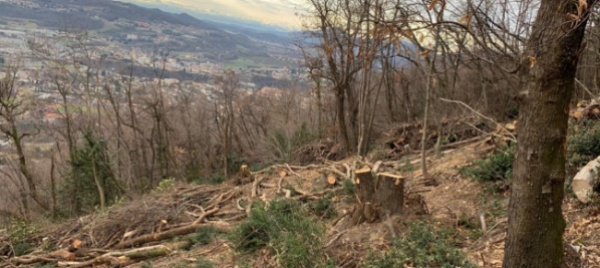 vacallo-non-solo-il-maltempo-a-danneggiare-il-bosco