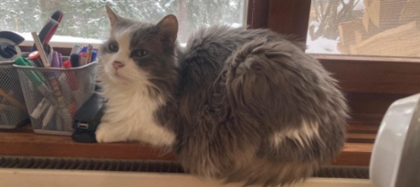 l-appello-gatto-svizzero-cerca-la-padrona-ligure