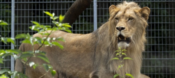 magliaso-da-domani-riapre-lo-zoo-al-maglio