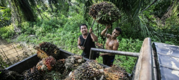 sedici-ong-indonesiane-contro-l-accordo-di-libero-scambio