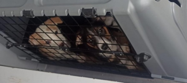 ticinesi-adottano-un-cane-da-una-onlus-ma-arriva-la-polizia