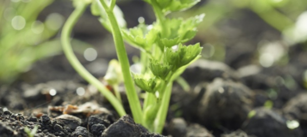 bio-ticino-progetti-per-sostenere-i-produttori-e-informare