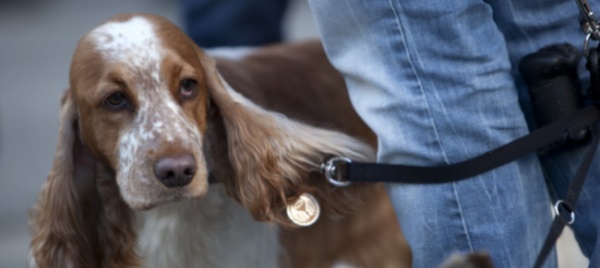 picco-di-adozioni-di-cani-dall-estero