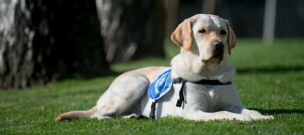 formazione-teorica-e-gratuita-per-i-detentori-di-cani