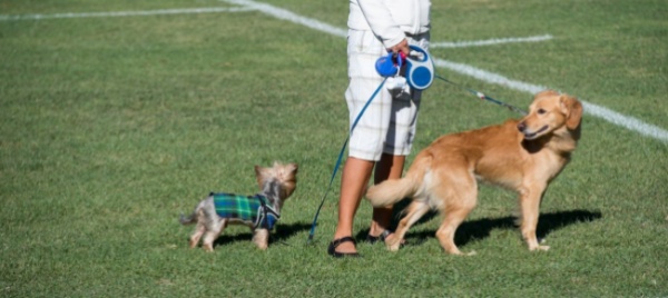bene-i-corsi-per-i-detentori-di-cani-ma-non-siano-gratuiti