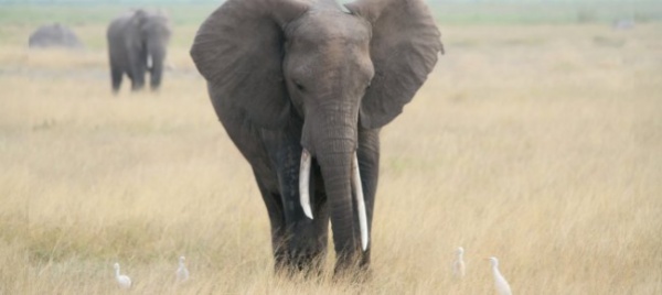gli-elefanti-dell-africa-sono-a-rischio-estinzione