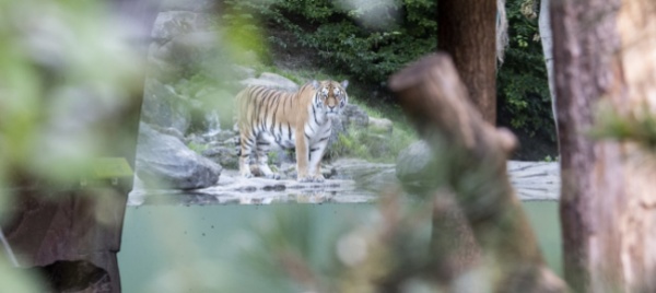 zoo-zurigo-guardiana-uccisa-dalla-tigre-per-errore-proprio