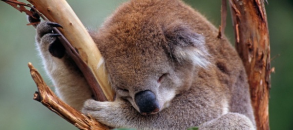i-dormiglioni