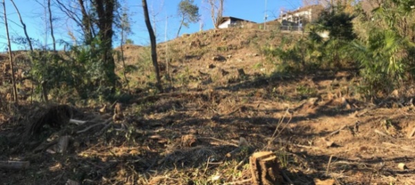 vacallo-per-ricostruire-il-bosco-serviranno-almeno-50-anni