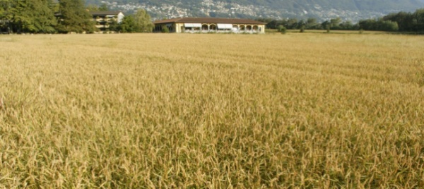 locarno-terreno-da-agricolo-ad-alberghiero