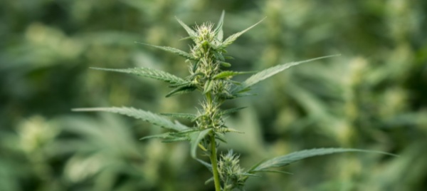 new-york-strizza-l-occhio-alla-legalizzazione-della-marijuana