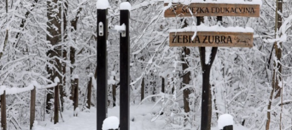 la-polonia-disboschera-una-foresta-patrimonio-unesco