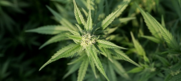nel-pacco-regalo-4-chili-di-marijuana-arresto-a-campione