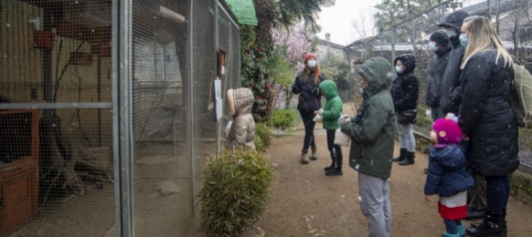 zoo-al-maglio-dietro-le-gabbie-la-metafora-del-lockdown