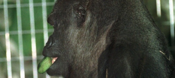 lo-zoo-di-basilea-dice-addio-a-quarta-52enne-gorilla