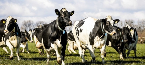 il-cambiamento-climatico-rallenta-la-produzione-di-latte-e-caffe