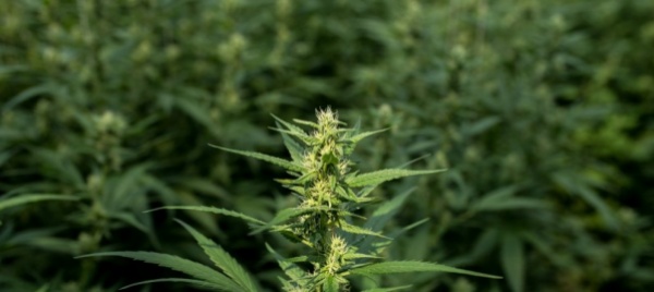 cannabis-si-in-commissione-al-controllo-statale-della-produzione