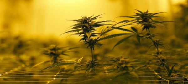 italia-malato-coltiva-cannabis-assolto-non-e-reato
