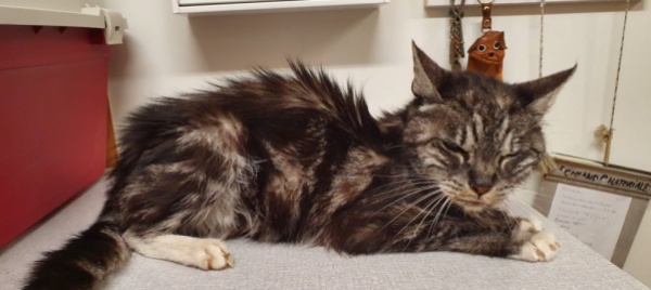 gatto-smarrito-trovato-a-comano