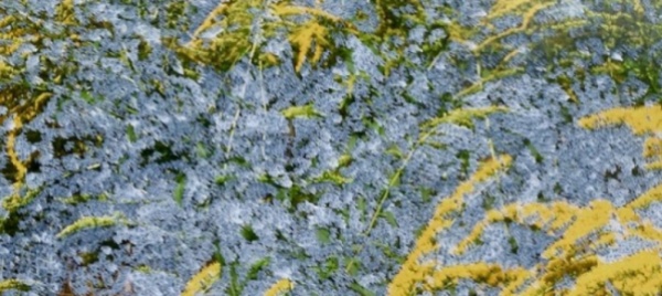 mendrisio-lasciati-fiorire-alla-filanda-tra-arte-e-natura