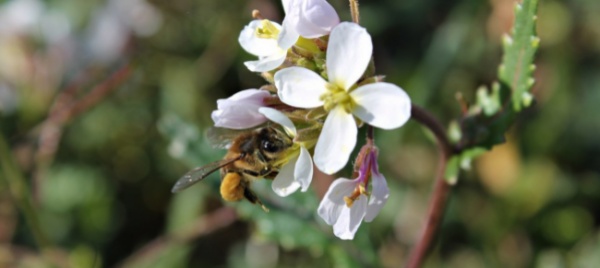 poco-cibo-per-le-api-contadini-corrono-in-soccorso