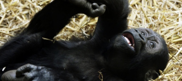 lo-zoo-di-zurigo-dice-addio-a-mawimbi