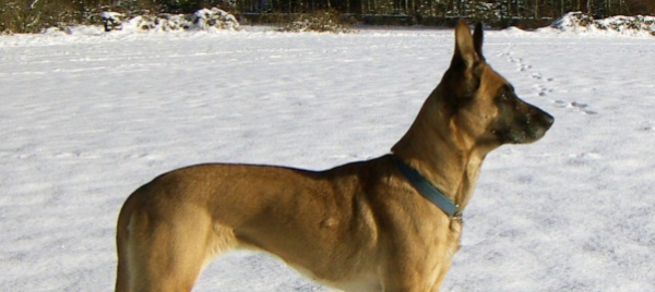 leuk-cane-dell-esercito-francese-decorato-postumo